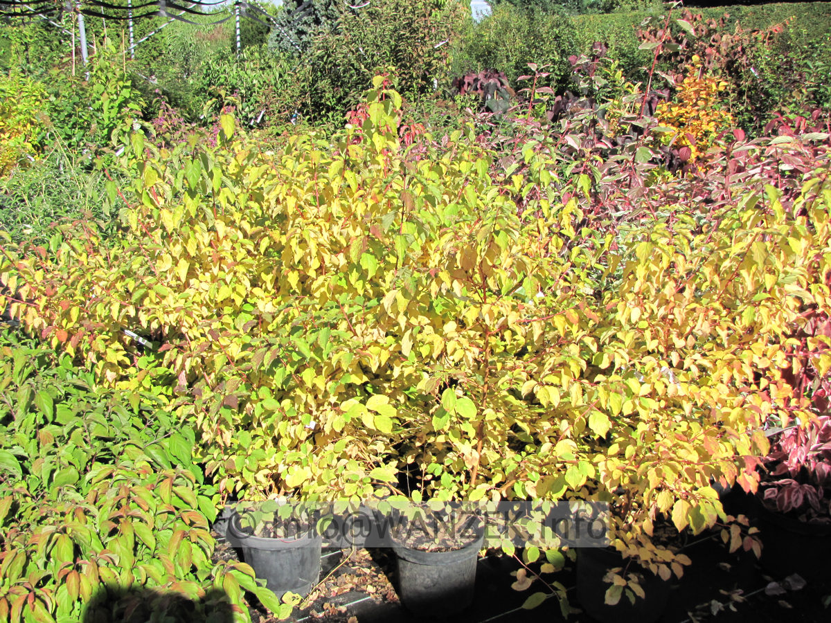 Cornus alba Winter Beauty - Herbstfaerbung 01.JPG